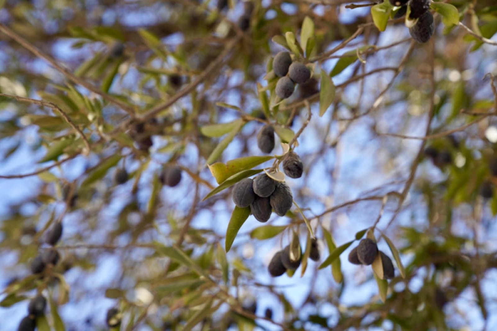 Meet the Farmer Restoring Jordan's Soil