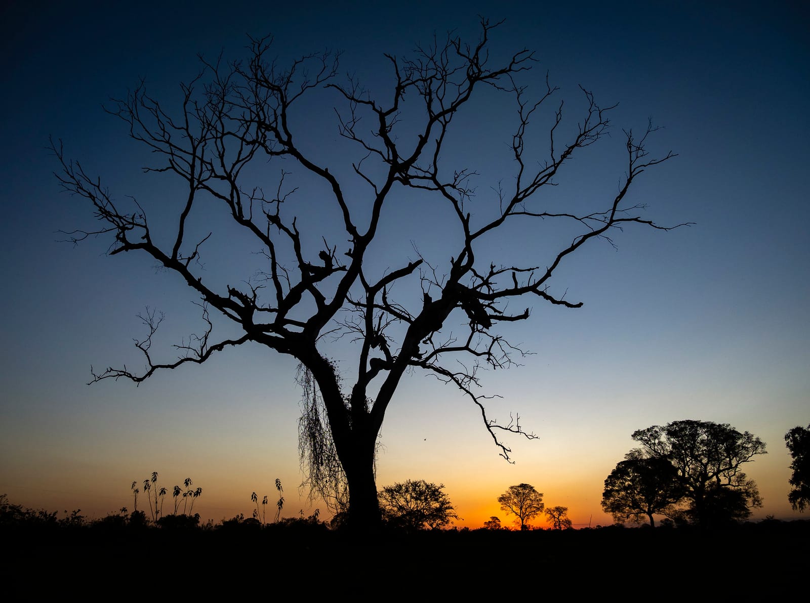 A Call for Pitches on Pantanal, Brazil