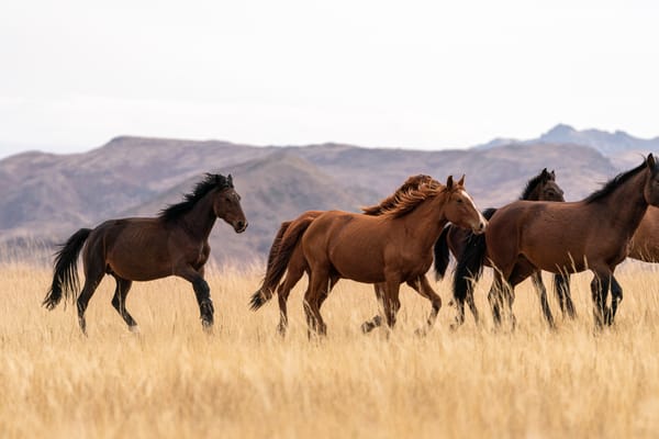 Become a Lonely Planet Correspondent